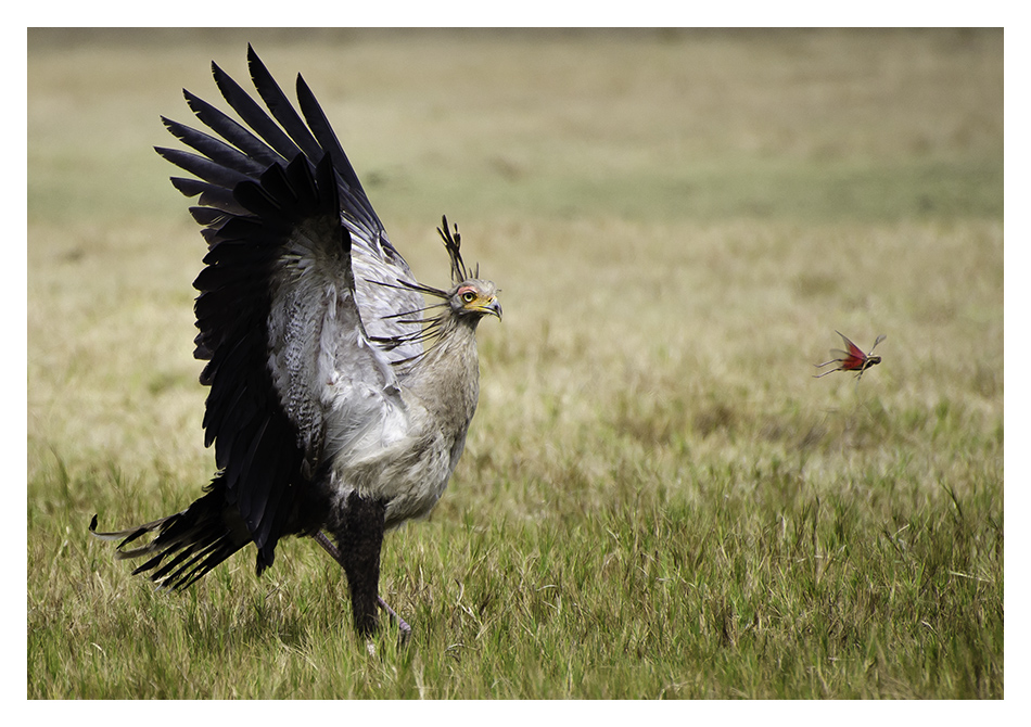 bird image gallery